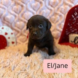 1st pick Chocolate Female - Chocolate female Labrador Retriever puppy in Farmington, Missouri from Granite Creek Kennel