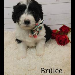 Brûlée - Black and white female Sheepadoodle puppy in Farley, Iowa from Iowa's Doodle Co.