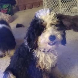 Jojo - Bernedoodle