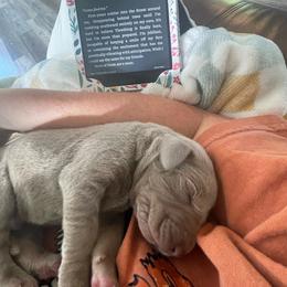 Penny - Silver gray female Weimaraner puppy in Granite Falls, North Carolina from Pups and Pastures- Weimaraners