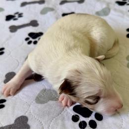 Mr. Freeze - White and seal male Border Collie puppy in Rickman, Tennessee from Roaring River Border Collies