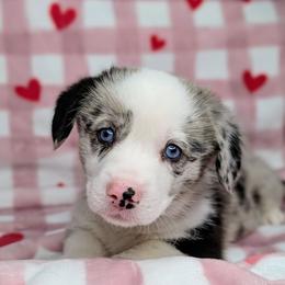 Charlie Brown aka Dumplin - Blue merle and white male American Corgi puppy in Clarksville, Tennessee from Cold Creek Family Farm LLC