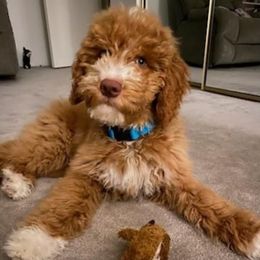 TRAINED 14WKS OLDER PUP - Red male Labradoodle puppy in Phelan, California from Family Doodles