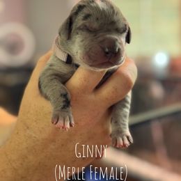 Ginny - Merle female Great Dane puppy in Lawrenceburg, Indiana from Jordan Giants