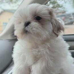 Chrissy - Cream and white female Shih Tzu puppy in Victorville, California from Precioustzus
