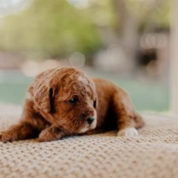 Goldendoodle and Sheepadoodle Puppies from Red River Goldendoodles