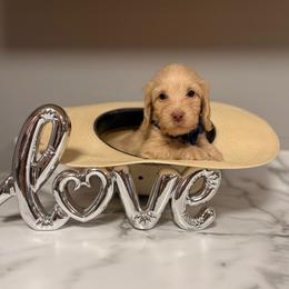 Lucky 4,000 - Cream male Dachshund puppy in Mayville, Michigan from Teenie Little Hearts