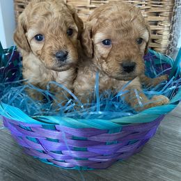 Poodle Puppies from 3C Poodles