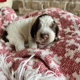 Mosey - Tri-Roan female English Springer Spaniel puppy in Wilmer, Alabama from Southbend Springers