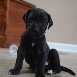 Great Dane Puppies from VanDelft Danes