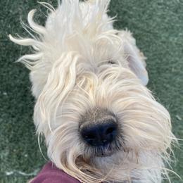 Willow - Soft Coated Wheaten Terrier