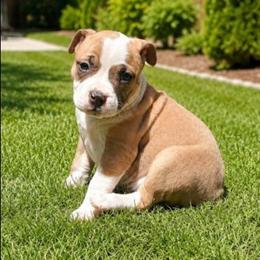 Boy 2 - Fawn sable male American Pit Bull Terrier puppy in Sea Tac, Washington from SkylineUSA Kennels