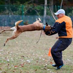 Scratch - Belgian Malinois