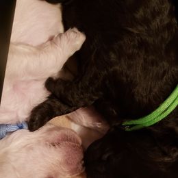 Poodle Puppies from Middle Earth Standard Poodles