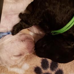 Poodle Puppies from Middle Earth Standard Poodles