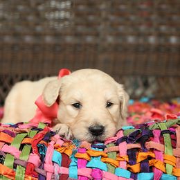 Australian Labradoodle, Bernedoodle, and Goldendoodle Puppies from Golden Fields Doodles