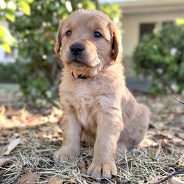 Madison - Pink - Dark golden female Golden Retriever puppy in San Martin, California from Church Creek Retrievers