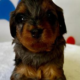 Jeep - Blue merle male Bernedoodle puppy in Horseshoe Bend, Idaho from Over the Moon Poodles and Doodles