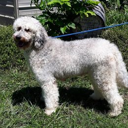 Dolley - Goldendoodle