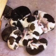 Borzoi Puppies from Symar Borzoi