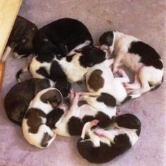 Borzoi Puppies from Symar Borzoi