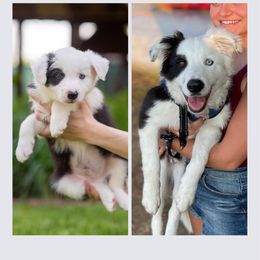 Border Collie All Grown Up from Dual Traxx Border Collies