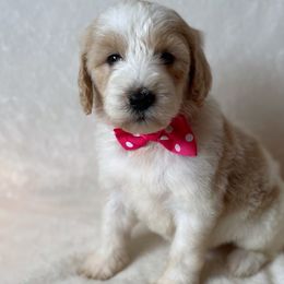 Mia - Goldendoodle puppy in Chesnee, South Carolina from Pampered Paws Unlimited