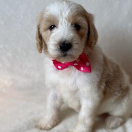 Mia - Goldendoodle puppy in Chesnee, South Carolina from Pampered Paws Unlimited