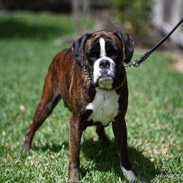 Unica - Boxer