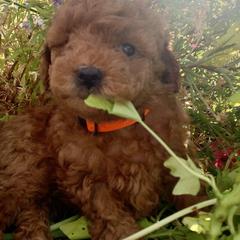 German Shorthaired Pointer and Labradoodle Puppies from Faddis Family Farms