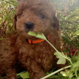 German Shorthaired Pointer and Labradoodle Puppies from Faddis Family Farms