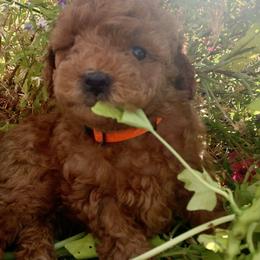 German Shorthaired Pointer and Labradoodle Puppies from Faddis Family Farms