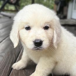 Lacey - Light golden female Golden Retriever puppy in Marshfield, Missouri from Charm Puppies