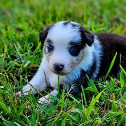 Pride - Blue merle female Australian Shepherd puppy in Silex, Missouri from Small Town Australian Shepherds