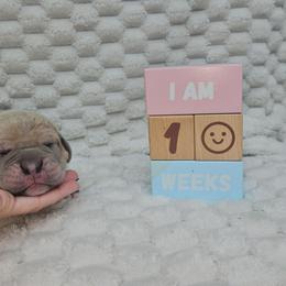 Teal collar - Gray and fawn female Cane Corso puppy in Fritch, Texas from Carrie Brown's Cane Corsos