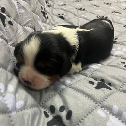 Boy1 - Tri-color male Cavalier King Charles Spaniel puppy in Morriston, Florida from Cutesy Cavaliers