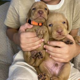Orange Boy - Golden rust male Vizsla puppy in Fairbanks, Indiana from Kismet Vizslas