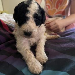Boy 6 - Poodle puppy in Choctaw, Oklahoma from Crystal's Poodle Friends