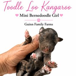 Toodle Loo Kangaroo - Tri-color female Bernedoodle puppy in Grove, Oklahoma from Guinn Family Farms