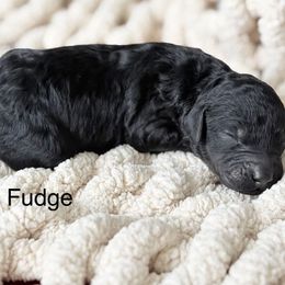 Girl 5 - Phantom female Goldendoodle puppy in Washington, Illinois from Lola Bear Goldendoodles