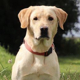 Labrador Retrievers from Lincoln County Labradors LLC