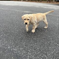Labrador Retriever Puppies from Peachey Labradors