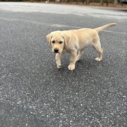 Labrador Retriever Puppies from Peachey Labradors