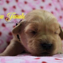 Yellow collar girl - Golden female Golden Retriever puppy in Otis Orchards, Washington from Sunlite Golden Retrievers
