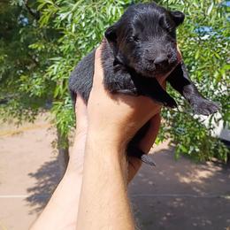 Boy 3 - Black male German Shepherd puppy in Cochise, Arizona from Freiheit Von Himmel  Shepherds