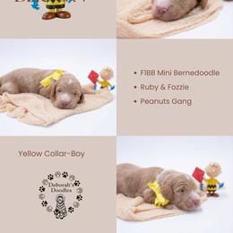 Yellow Collar - Charlie Brown - Yellow and white male Bernedoodle puppy in Lexington, North Carolina from Deborah’s Doodles