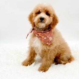 Dandy - Apricot male Goldendoodle puppy in North Carolina from NC Doodle Puppies