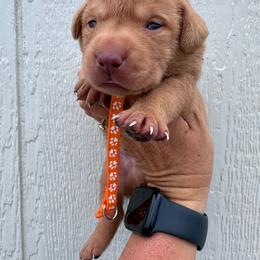 Orange - Yellow male Labrador Retriever puppy in Newton Grove, North Carolina from Wayalife Labradors & Gsp’s