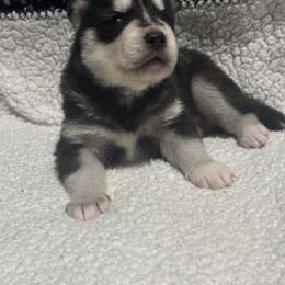 Boy 4 - Black and white male Siberian Husky puppy in Paola, Kansas from East Inn Huskies