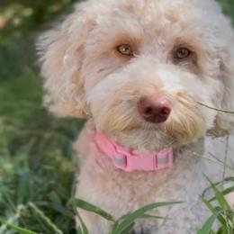 Lilah - Poodle